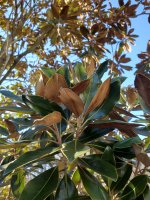 Magnolia grandiflora.
