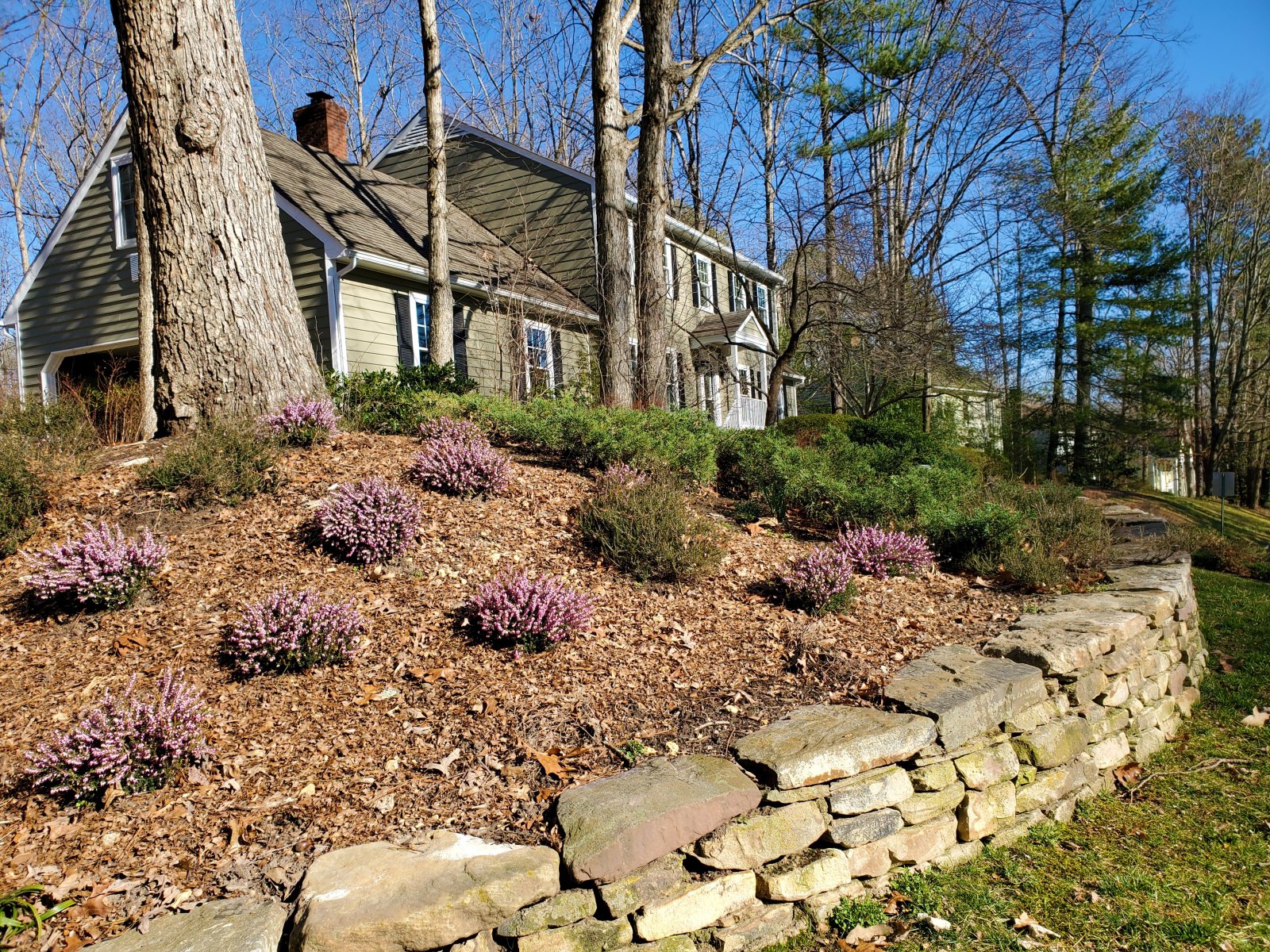 Stone retaining wall. Heather blooming in March : Pavers & Stone : Richmond VA Landscape Designer: Gardens by Monit, LLC: Monit Rosendale landscape designer Richmond and Charlottesville Virginia and Fredericksburg Virginia and Williamsburg Virginia
