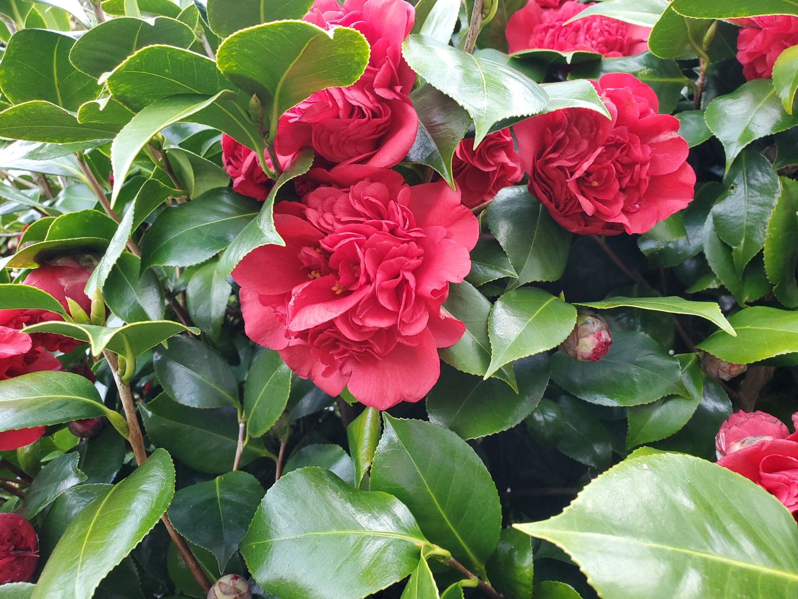 Double Camellia japonica Professor Sargent : Plant Palette : Richmond VA Landscape Designer: Gardens by Monit, LLC: Monit Rosendale landscape designer Richmond and Charlottesville Virginia and Fredericksburg Virginia and Williamsburg Virginia