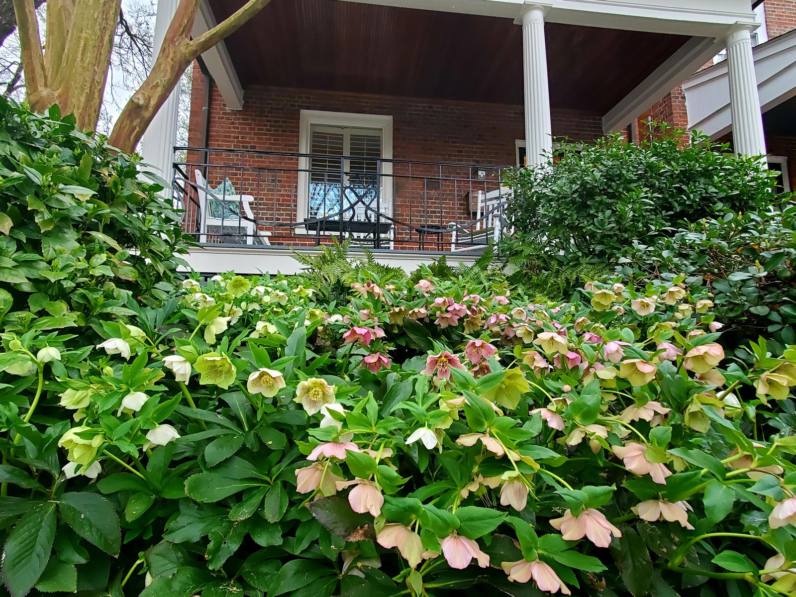  : Spring : Richmond VA Landscape Designer: Gardens by Monit, LLC: Monit Rosendale landscape designer Richmond and Charlottesville Virginia and Fredericksburg Virginia and Williamsburg Virginia