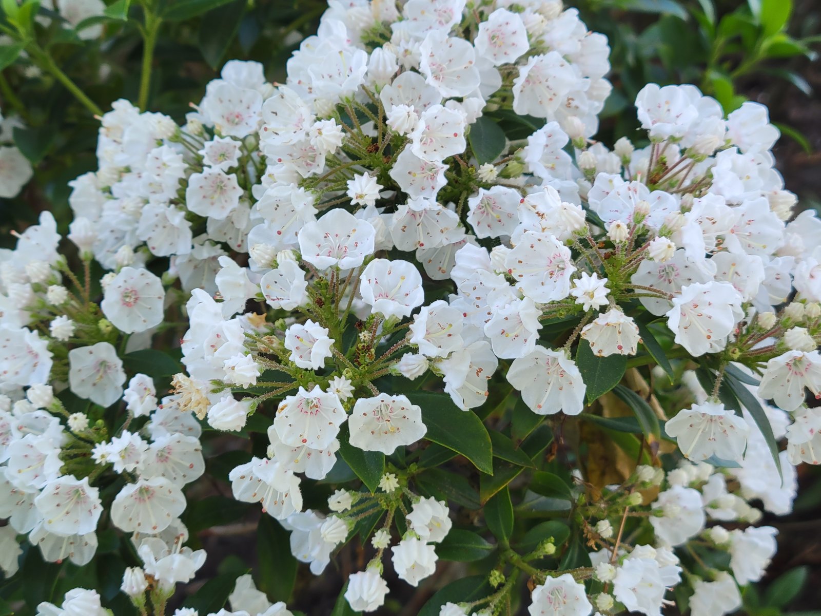 Mt. Laurel : Plant Palette : Richmond VA Landscape Designer: Gardens by Monit, LLC: Monit Rosendale landscape designer Richmond and Charlottesville Virginia and Fredericksburg Virginia and Williamsburg Virginia