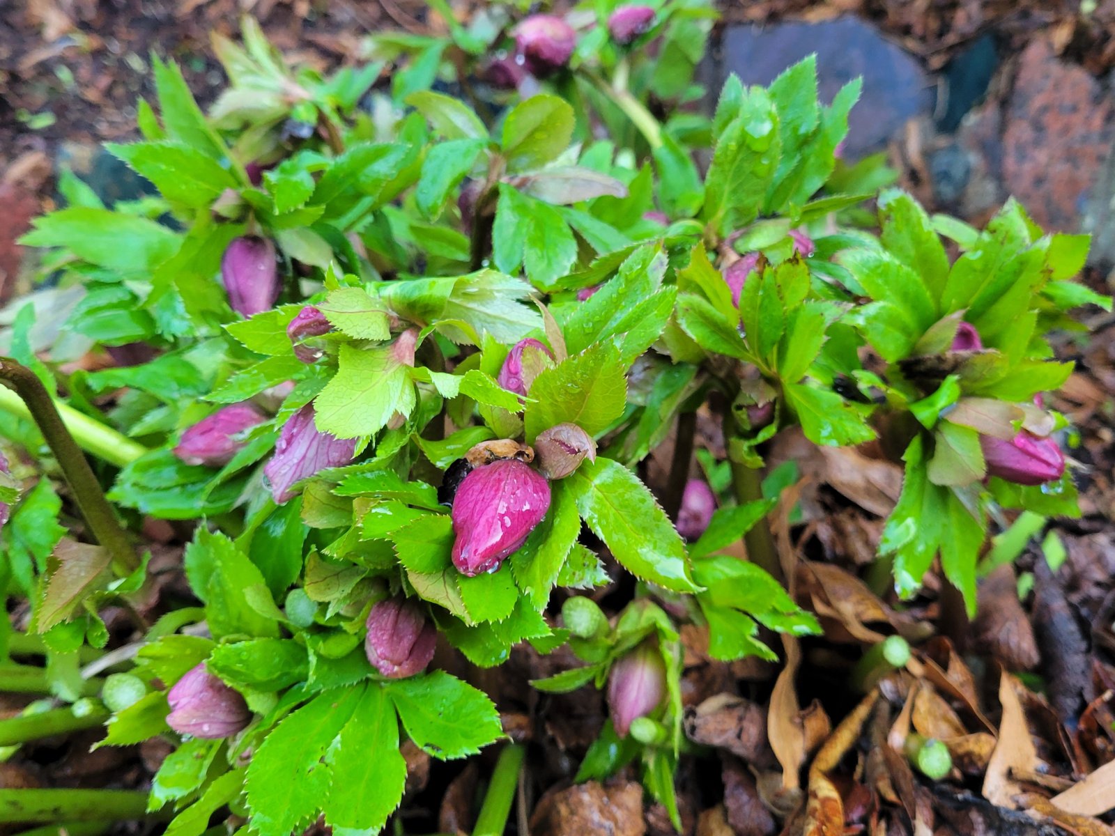 Helleborus Brandywine. : Winter : Richmond VA Landscape Designer: Gardens by Monit, LLC: Monit Rosendale landscape designer Richmond and Charlottesville Virginia and Fredericksburg Virginia and Williamsburg Virginia