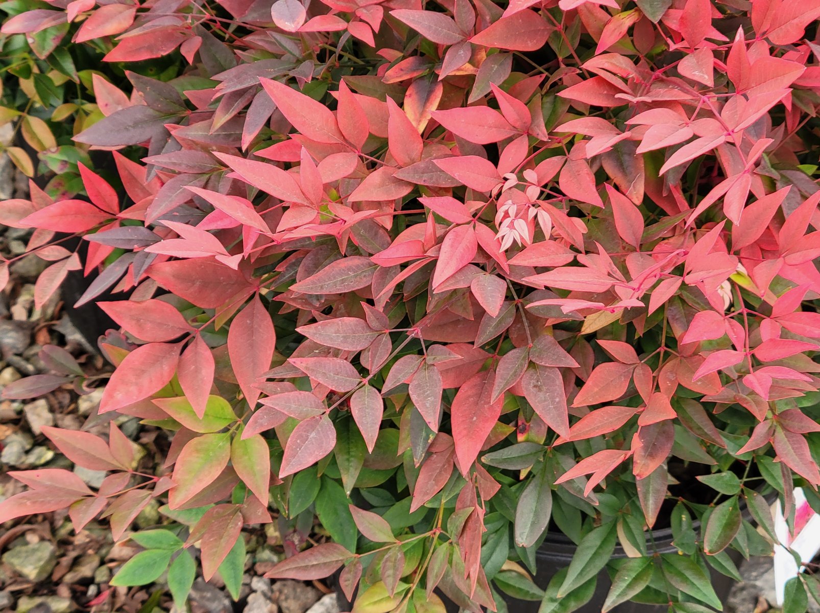Nandina Obsession : Plant Palette : Richmond VA Landscape Designer: Gardens by Monit, LLC: Monit Rosendale landscape designer Richmond and Charlottesville Virginia and Fredericksburg Virginia and Williamsburg Virginia