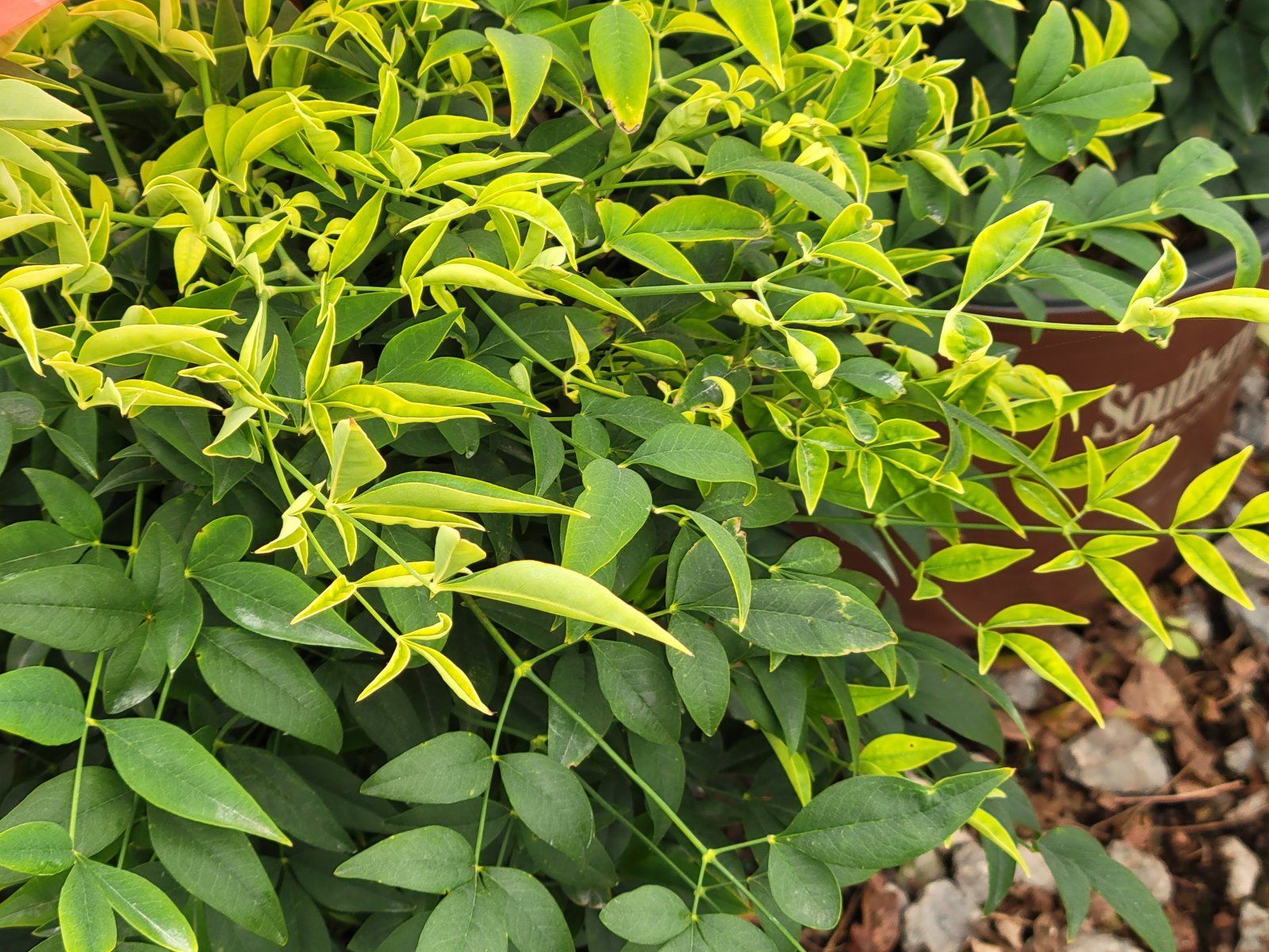 Nandina Lemon Lime : Winter : Richmond VA Landscape Designer: Gardens by Monit, LLC: Monit Rosendale landscape designer Richmond and Charlottesville Virginia and Fredericksburg Virginia and Williamsburg Virginia