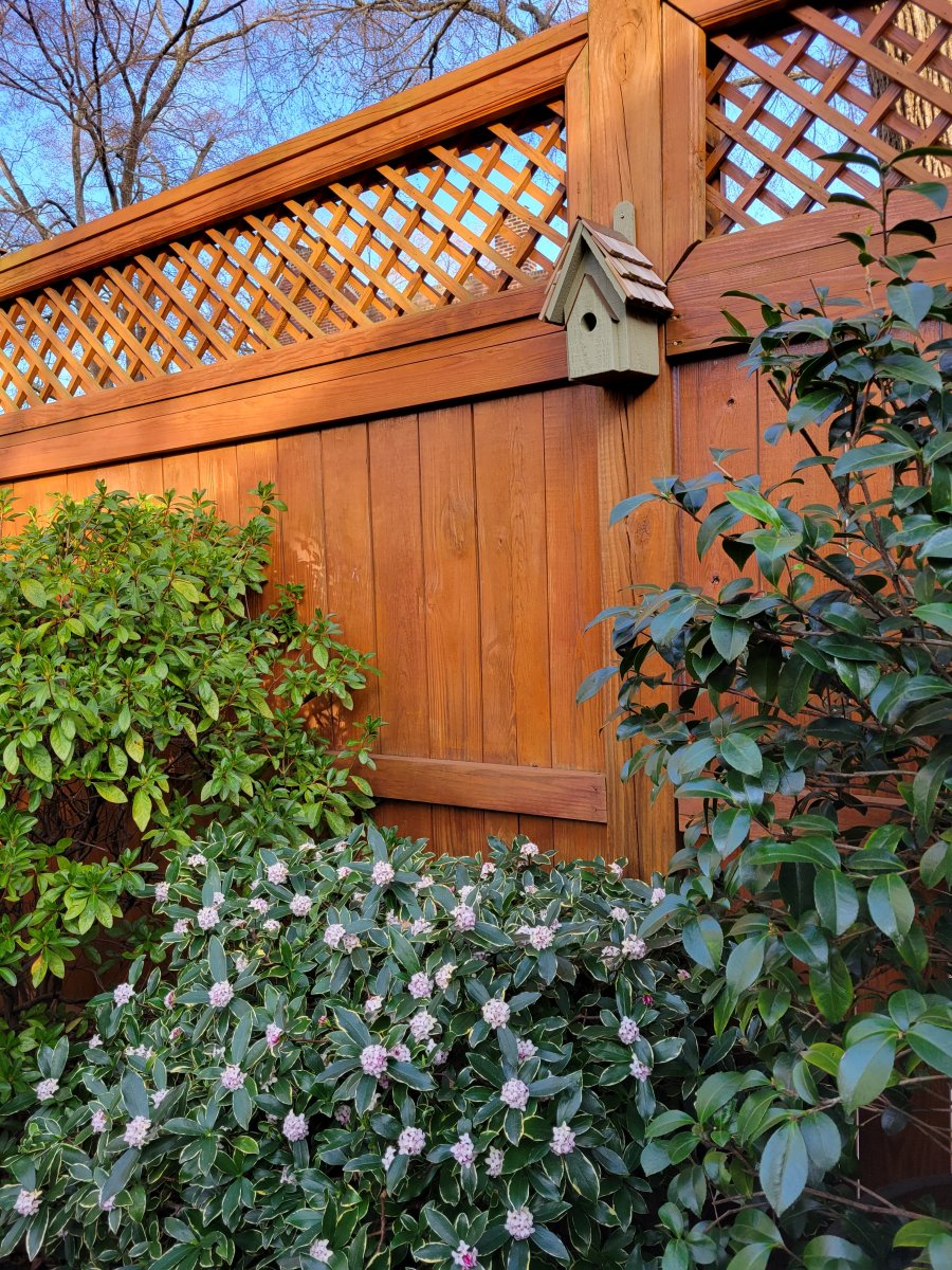 Daphne with fragrant blooms in February.