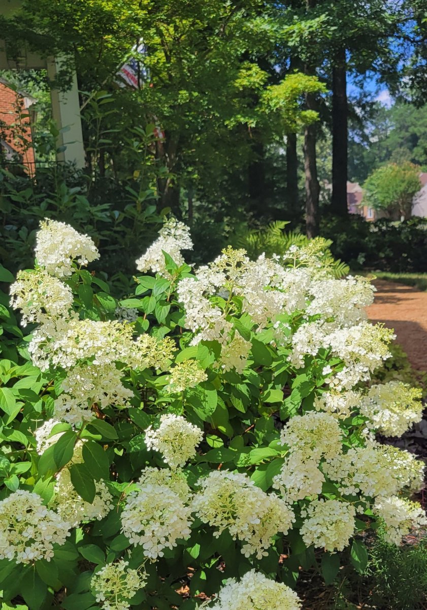 Hydrangea paniculata Bobo