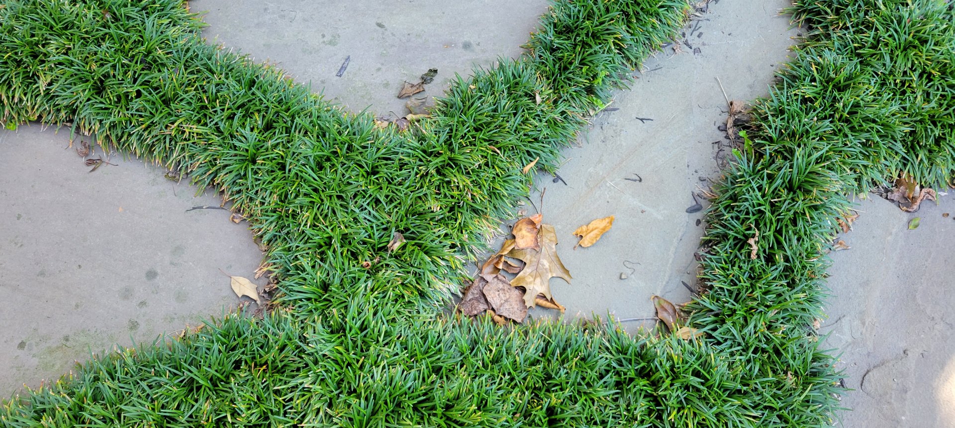 Dwarf Mondo Grass : Autumn : Richmond VA Landscape Designer: Gardens by Monit, LLC: Monit Rosendale landscape designer Richmond and Charlottesville Virginia and Fredericksburg Virginia and Williamsburg Virginia