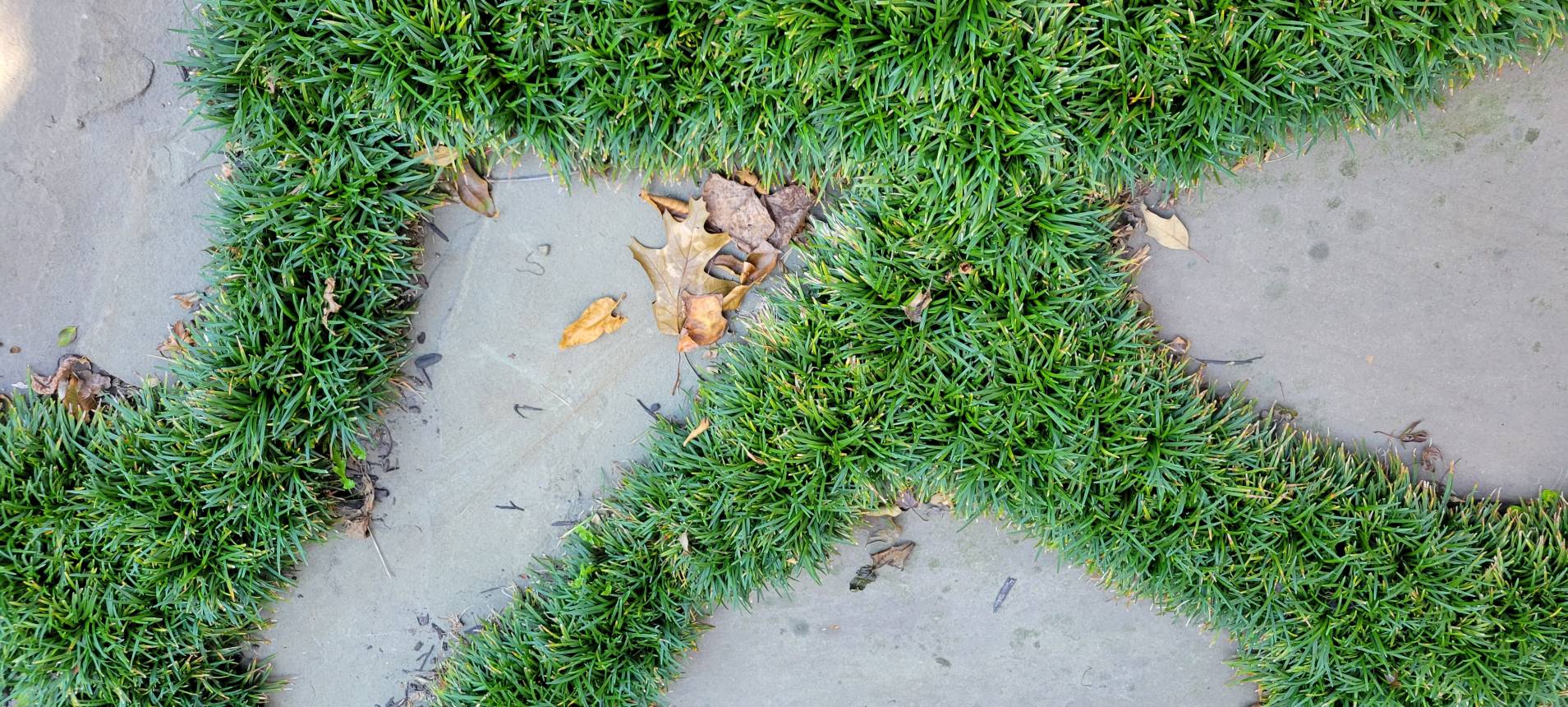 Dwarf Mondo Grass : Autumn : Richmond VA Landscape Designer: Gardens by Monit, LLC: Monit Rosendale landscape designer Richmond and Charlottesville Virginia and Fredericksburg Virginia and Williamsburg Virginia