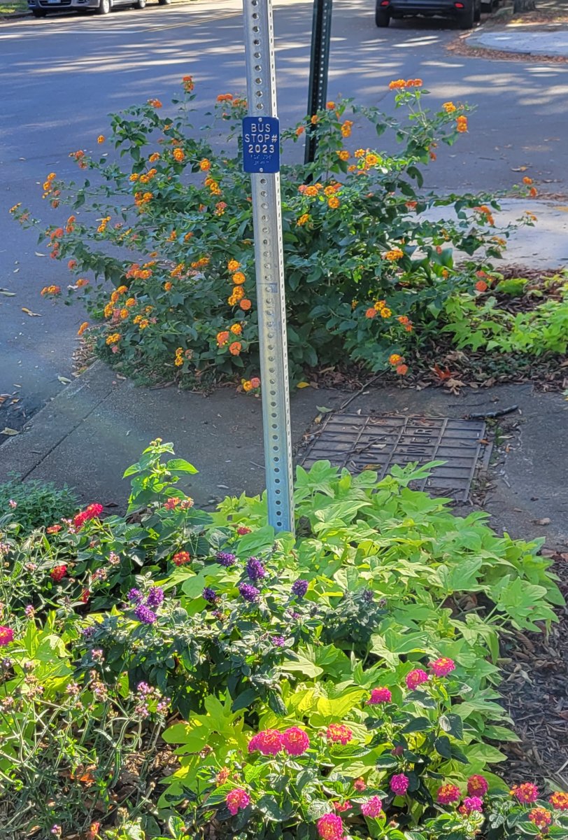Lantana Miss Huffs