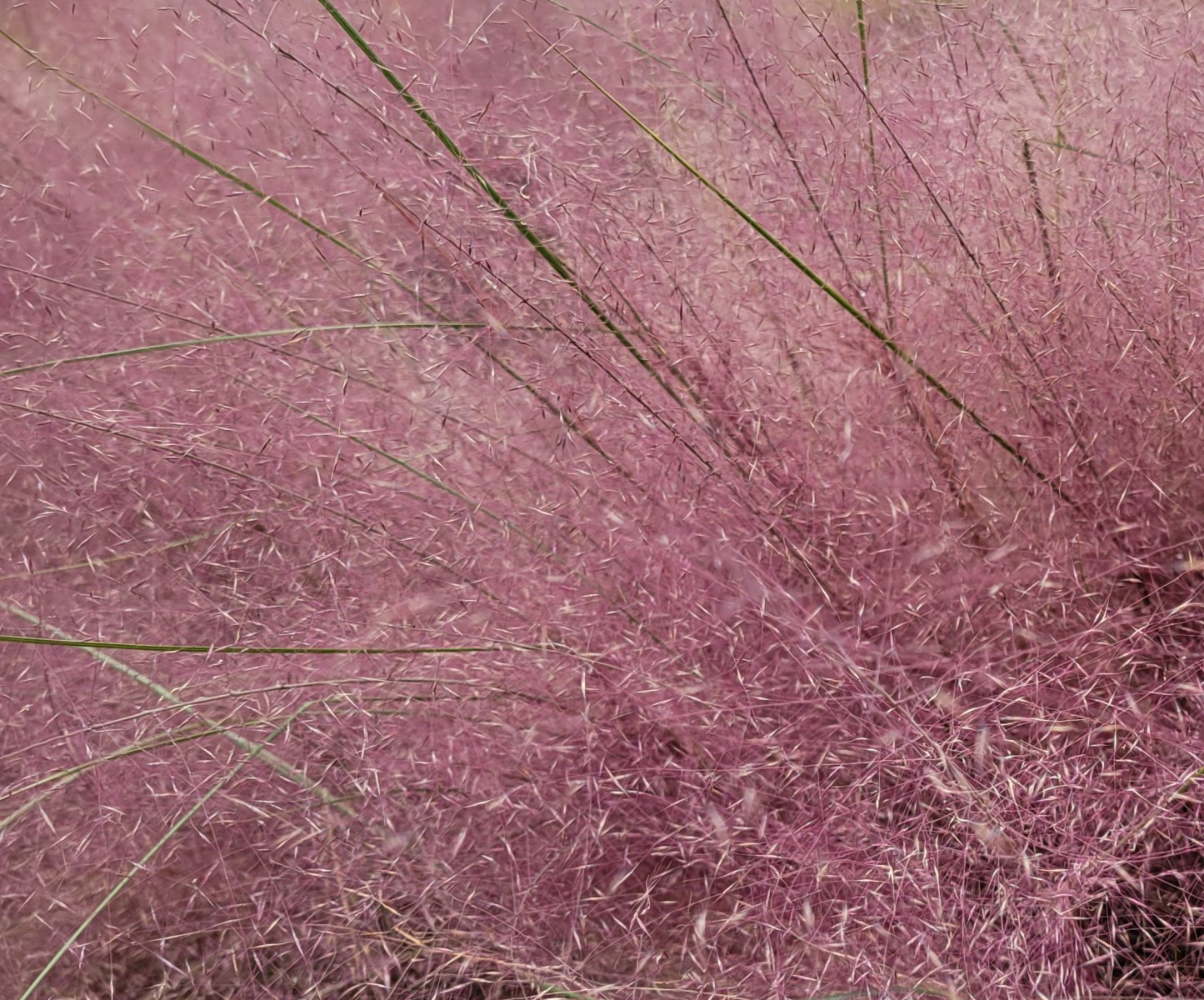 Muhly grass : Plant Palette : Richmond VA Landscape Designer: Gardens by Monit, LLC: Monit Rosendale landscape designer Richmond and Charlottesville Virginia and Fredericksburg Virginia and Williamsburg Virginia