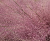 Muhly grass