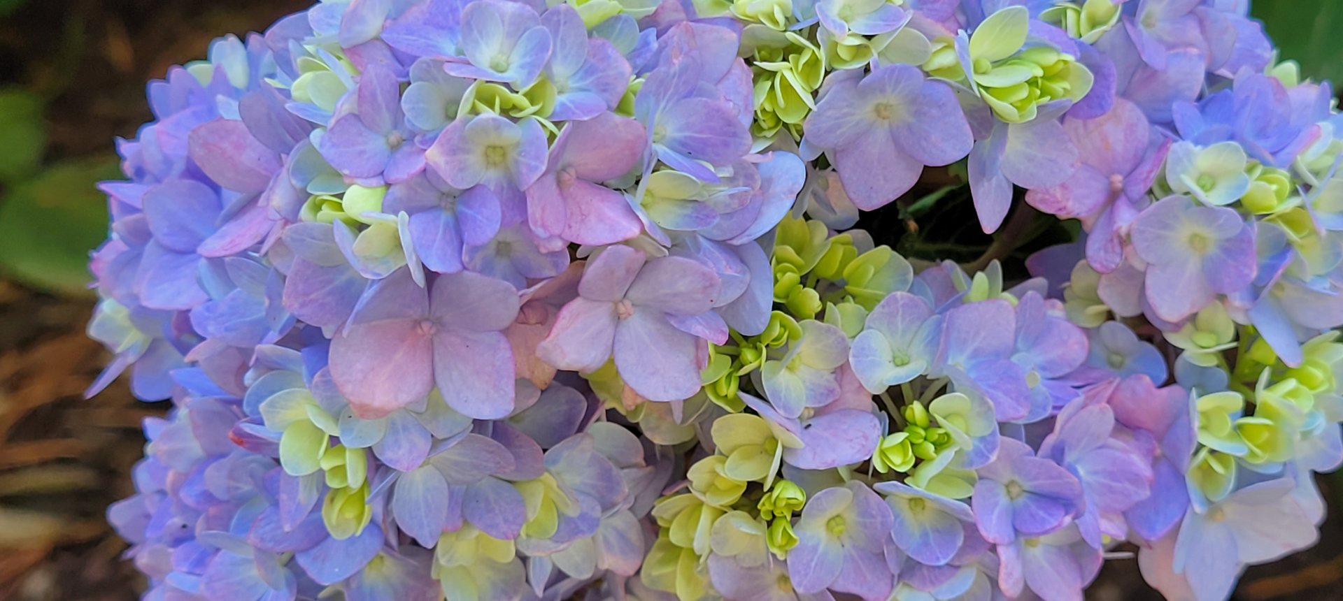Hydrangea Endless Summer : Autumn : Richmond VA Landscape Designer: Gardens by Monit, LLC: Monit Rosendale landscape designer Richmond and Charlottesville Virginia and Fredericksburg Virginia and Williamsburg Virginia