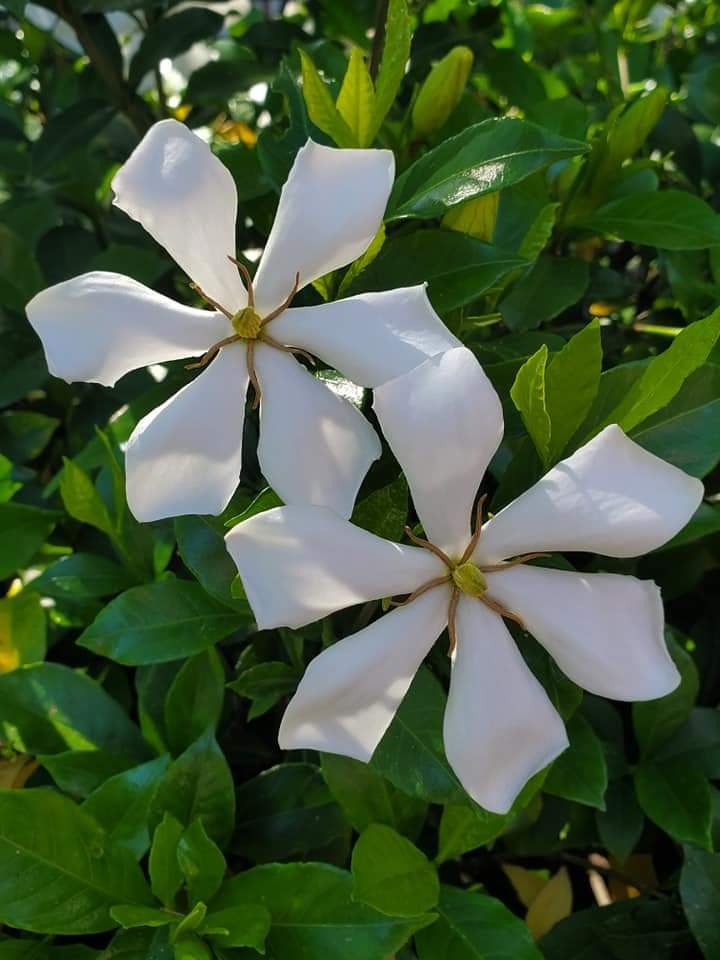 Gardenia Daisy