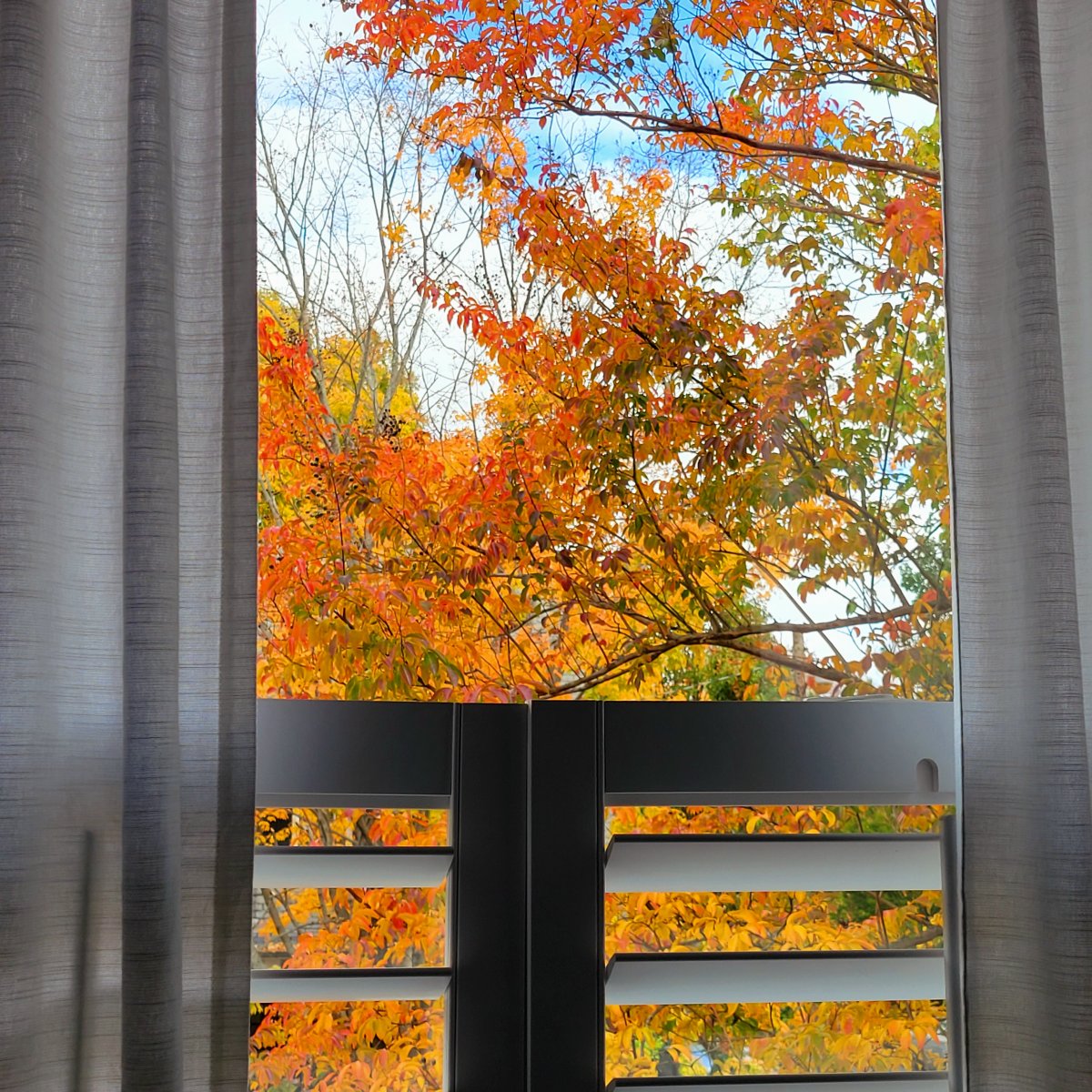  : Autumn : Richmond VA Landscape Designer: Gardens by Monit, LLC: Monit Rosendale landscape designer Richmond and Charlottesville Virginia and Fredericksburg Virginia and Williamsburg Virginia