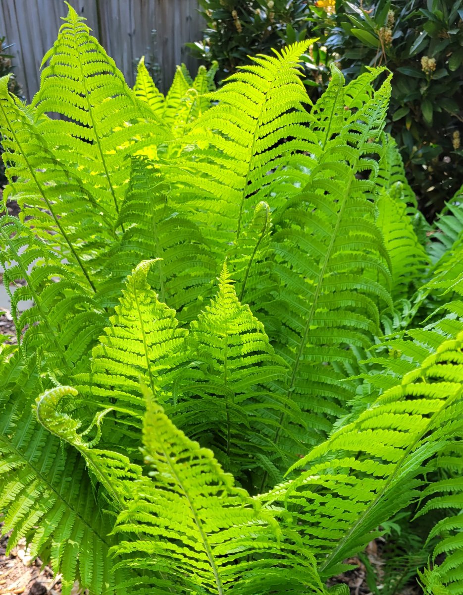 Fern unfurling