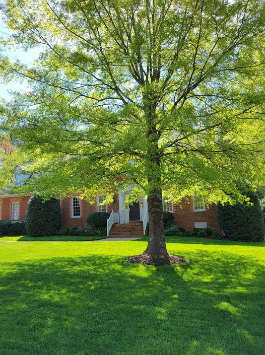 Legacy shade tree Willow Oak. Tree selection and placement are important.