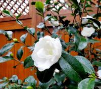 Camellia sasanqua Autumn Rocket