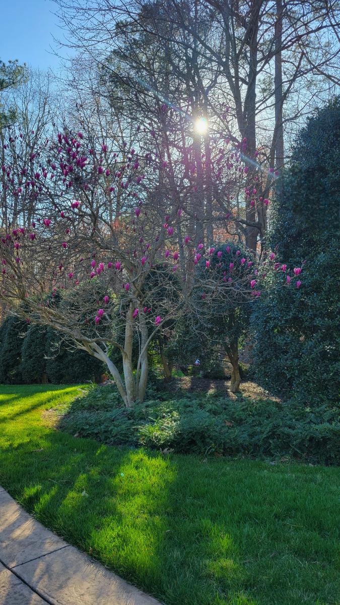 Saucer Magnolia