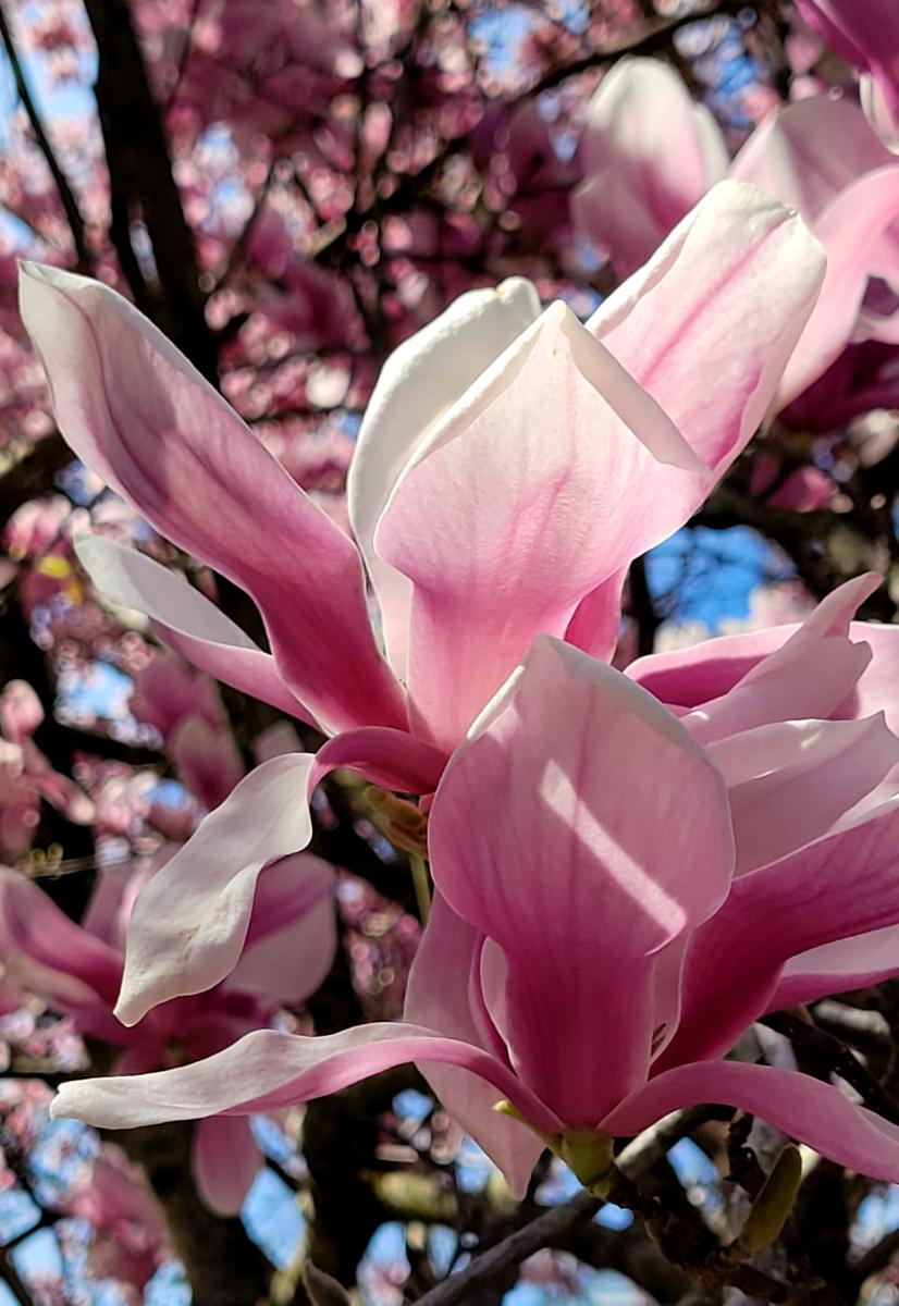 Saucer Magnolia