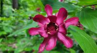 Calycanthus Aphrodite