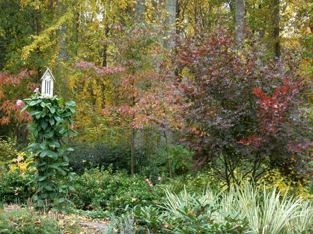 Foliage texture and color make this garden scene. : Autumn : Richmond VA Landscape Designer: Gardens by Monit, LLC: Monit Rosendale landscape designer Richmond and Charlottesville Virginia and Fredericksburg Virginia and Williamsburg Virginia
