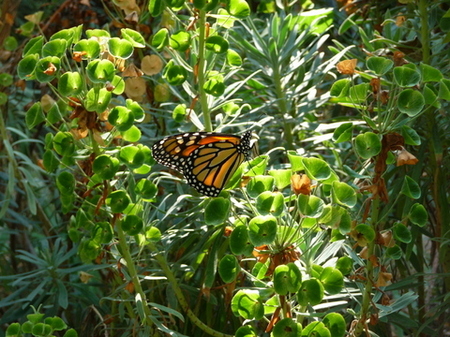 Monarch Butterfly.