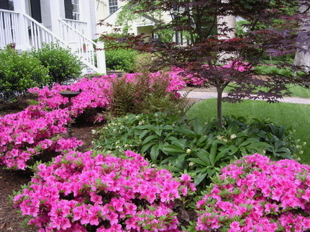 Late flowering azaleas are perfect at this front door with evergreen perennials.