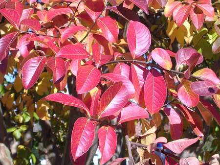 Crepe myrtle foliage in November is stunning.