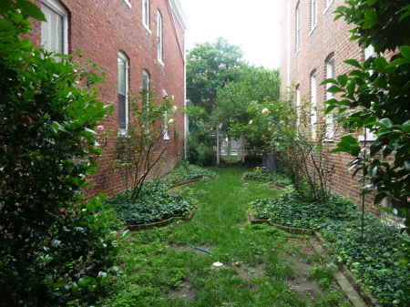 Before: Weeds! And too shady for grass.