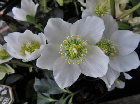 Helleborus!