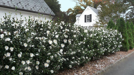 Late blooming Camellias sasanqua screening!