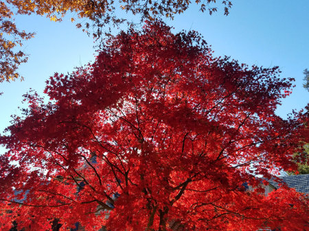 Japanese Maple