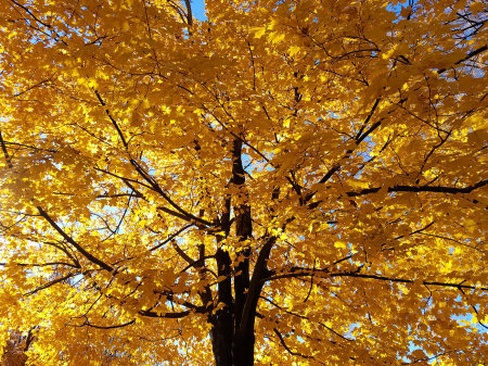 Autumn light makes shade trees glow.