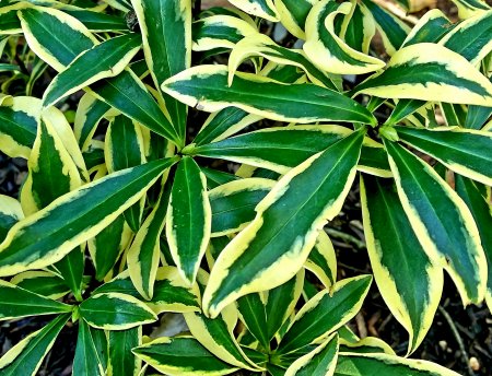 Daphne Marianni foliage. 