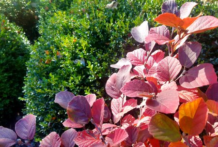 Fothergilla