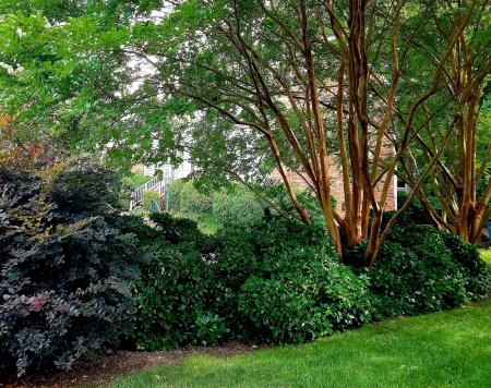 Crepe myrtles and dwarf aucubas.