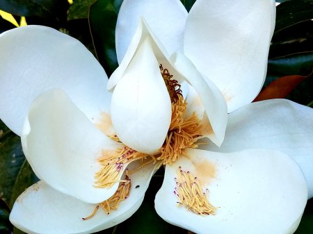 Southern Magnolia