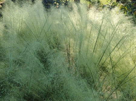 Muhly grass White Cloud