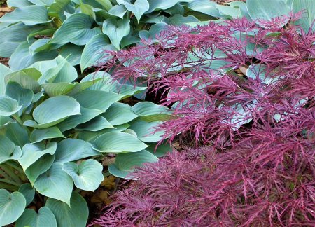 Hosta and Japanese Maple