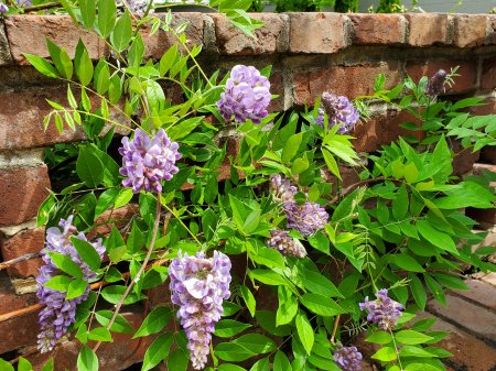 Wisteria frutescens