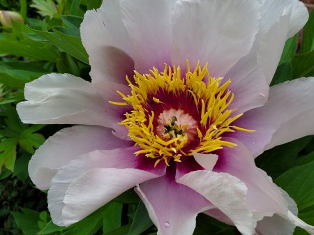 Itoh Peony