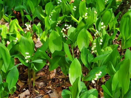 Lily-of-the-Valley