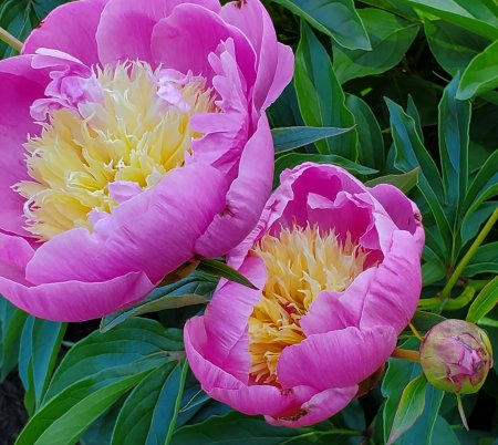 Peony Bowl of Beauty