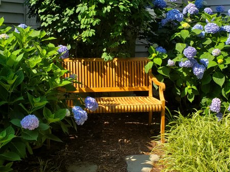 Hydrangea Endless Summer.