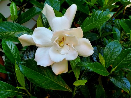 Gardenia