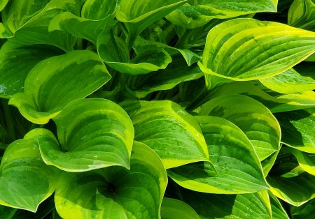 Hosta