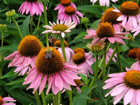 Echinacea Magnus