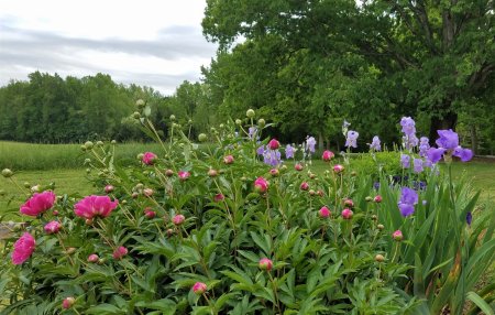 Iris and Peony