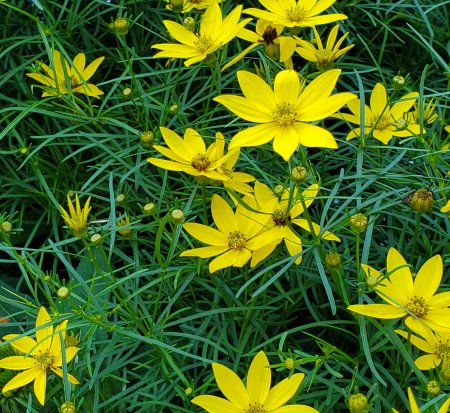 Coreopsis Zagreb