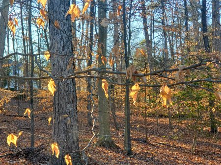 Beeches are defined by marcescent leaves in winter and illuminate at golden hour.